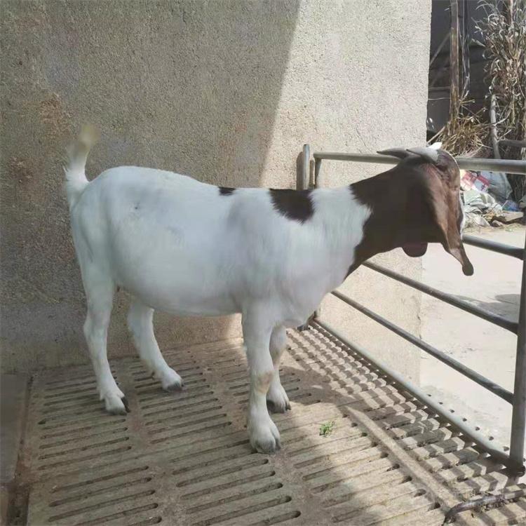ɽг۸