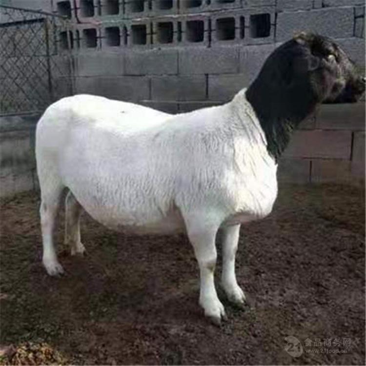 Ų
