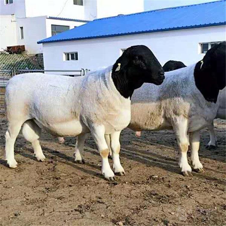 Ųֳ