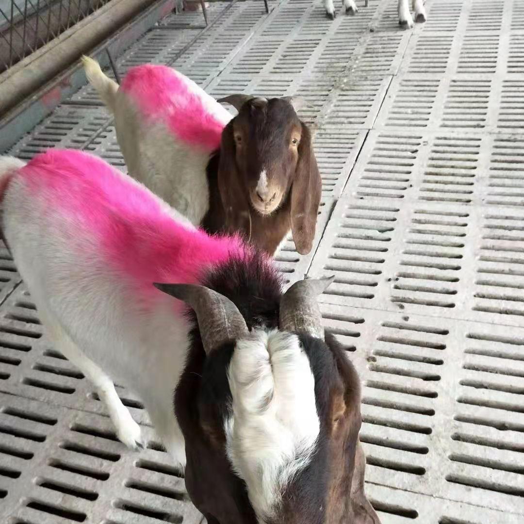 40Сļ۸ 繩ӦͷŲֳɽͼƬ